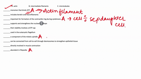 1-10-pts-match-one-of-the-three-major-classes-of-cytoskeletal-elements-a-c-to-each-statement-below-a-actin-b-intermediate-filaments-cmicrotubules-monomer-that-binds-atp-includes-keratin-and-50932