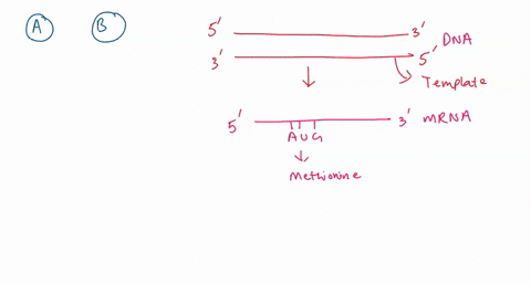 when-different-organisms-have-a-similar-sequence-of-amino-acids-in-their-proteins-we-can-assume-that-a-these-sequences-evolved-independently-of-each-other-b-the-similarities-were-inherited-f-71537