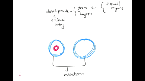in-triploblastic-animals-the-inner-lining-of-the-digestive-tract-is-derived-from-the-a-ectoderm-b-2-38706