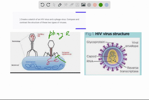 create-a-sketch-of-an-hiv-virus-and-a-phage-virus-compare-and-contrast-the-structure-of-these-two-types-of-viruses-83337