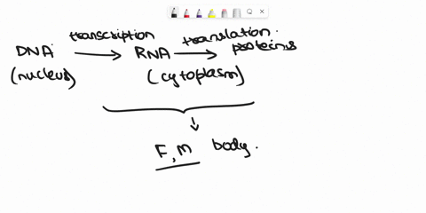 translate-the-following-mrna-sequence-by-writing-the-amino-acids-above-the-rna-codons-the-spacing-indicates-the-correct-reading-frame-a-5-aug-gag-ccc-uau-agg-cgc-uuu-3-b-a-mutation-occurs-th-05891