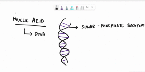 Label the figure to assess your knowledge of nucleic acid structure.
