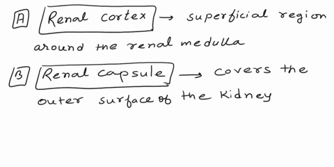 match-questions-renal-capsule-ureter-renal-papila-nephron-renal-column-renal-pelvis-renal-cortex-hilum-of-kidney-matching-transitional-epithelium-jcortical-tissue-extensions-between-renal-py-26804