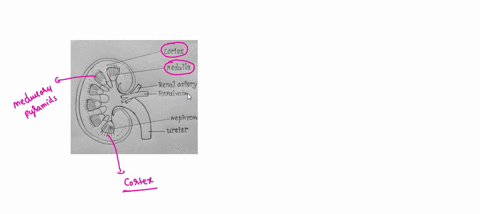 which-of-the-following-statements-about-the-kidney-is-false-a-the-renal-pelvis-drains-into-the-urete-06206