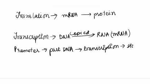 question-12-04-pts-identify-if-the-following-statements-are-true-or-false-regarding-transcription-and-translation-in-eukaryotic-cells-the-promoter-region-of-a-gene-is-transcribed-but-not-tra-57602