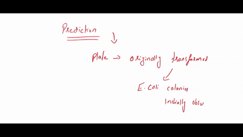 pclo-transtormation-f2f-2-preictions-on-which-ol-the-plates-would-you-expect-to-find-bacteria-most-ike-the-orginal-non-transfonmed-e-coli-colonies-you-initially-observed-explain-your-predict-83403