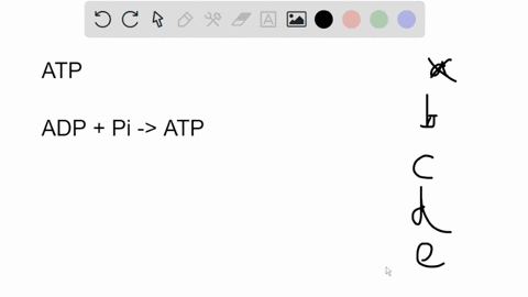 question-10-which-of-the-following-statements-is-false-about-atp-phosphorylating-adp-to-atp-is-an-endergonic-reaction-atp-is-a-purine-ribonucleotide-triphosphate-as-atp-is-used-it-must-be-re-94509