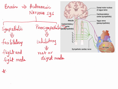need-help-with-blood-pressure-9changes-in-blood-pressure-occur-throughout-the-day-short-term-mechanismslike-the-baroreceptor-reflexmaintain-a-steady-flow-of-blood-to-the-tissues-to-sustain-l-12127