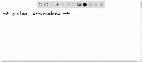 hypothesize-what-would-happen-if-the-sister-chromatids-did-not-split-equally-during-anaphase-of-mitosis-48596