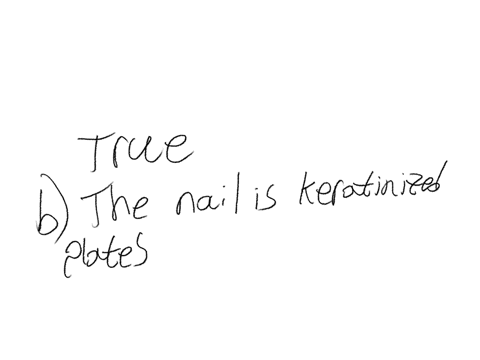 according-to-the-skin-appendages-all-are-false-except-a-sebaceous-glands-are-the-most-deeply-penetrating-structures-of-all-appendages-b-the-nail-is-keratinized-plates-on-the-anterior-surface-of-the-ti