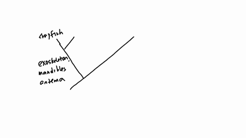 consider-the-cladogram-representing-most-of-the-major-categories-of-animals-what-physical-characteristic-is-used-to-divide-the-animals-into-the-two-main-clades-a-cold-or-warm-blooded-b-endo-49669