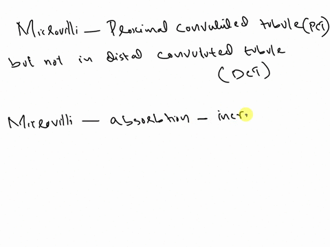why-are-microvilli-prominent-on-the-apical-surface-of-theproximal-convoluted-tubule-epithelium-but-not-in-the-distalconvoluted-tubule-40803