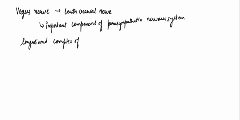 what-does-the-vagus-nerve-do-and-what-system-is-it-part-of-34317
