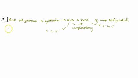 which-of-the-following-statements-is-not-correct-about-the-process-of-transcription-group-of-answer-choices-a-during-transcription-the-rna-molecule-that-is-synthesized-is-anti-parallel-and-c-53328