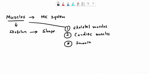 what-are-the-three-major-types-of-muscles-16074