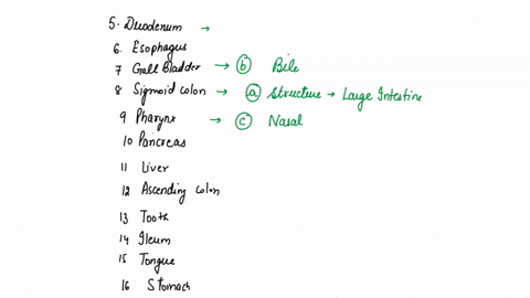questions-5-16-match-the-organ-in-column-with-the-appropriate-description-in-column-b-duodenum-this-structure-is-connected-to-the-large-b-the-cells-in-this-organ-produce-bile-this-structure-29166