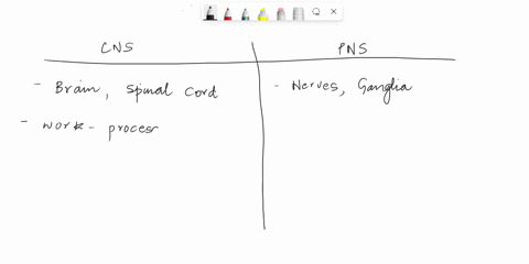 1-compare-and-contrast-the-central-nervous-system-and-the-peripheral-nervous-system-2-pts-2-briefly-describe-each-of-the-major-parts-of-the-cns-cerebrum-cerebellum-diencephalon-brain-stem-8-95477
