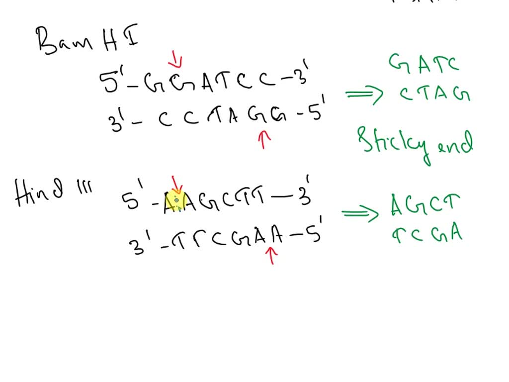 SOLVED Consider the restriction sites summarized in Table 12.1 of your