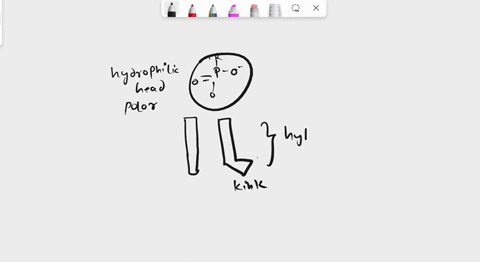 pick-a-phospholipid-and-draw-the-molecular-structure-describe-why-it-is-amphipathic-label-polar-head-group-and-hydrocarbon-tail-label-hydrophilic-and-hydrophobic-parts-of-the-molecule-draw-a-27667