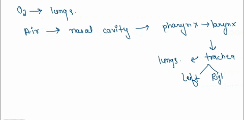 question-1-mandatory-2-points-the-sequence-of-structures-in-the-respiratory-system-that-a-oxygen-would-travel-through-from-its-point-of-molecule-of-inspired-which-it-reaches-the-bloodstream-74748