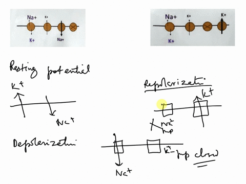 for-questions-17-19-pick-from-the-following-choices-resting-membrane-potential-b-depolarizing-phase-of-action-potential-repolarizing-phase-of-action-potential-17-na-18-k-na-na-correct-the-fa-68746