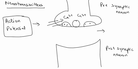 explain-what-happens-to-neurotransmitters-after-they-are-released-10025