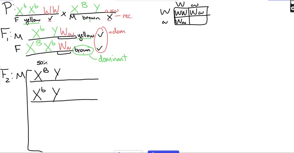 SOLVED: Draw a punnett square to show the possible allelic combinations ...