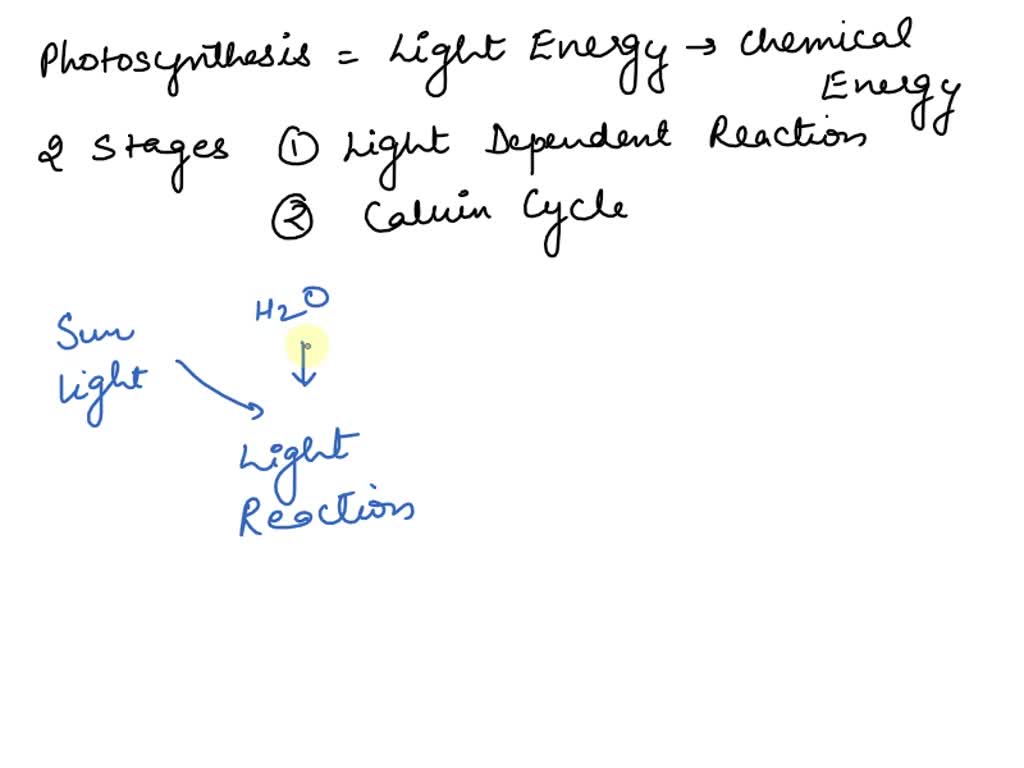 SOLVED: PLEASE HELP!!!!!!!! What Are The Two Stages Of Photosynthesis ...