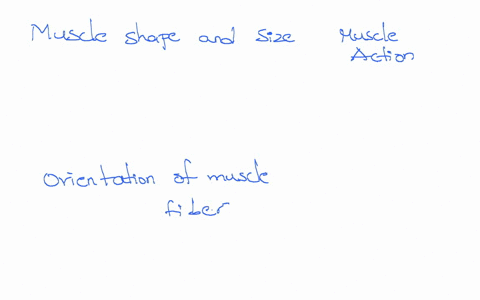 muscle-naming-component-of-a-muscle-name-into-the-appropriate-category-place-each-muscle-shape-and-size-muscle-action-exanscr-gluleal-longus-aactus-orientation-of-muscle-fibers-specific-body-84332