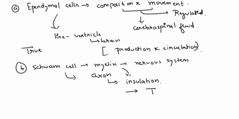 mark-the-following-statements-as-true-of-false-if-a-statement-is-false-correct-it-to-make-a-true-statement-a-ependymal-cells-regulate-the-composition-and-movement-of-cerebrospinal-fluid-b-sc-48516