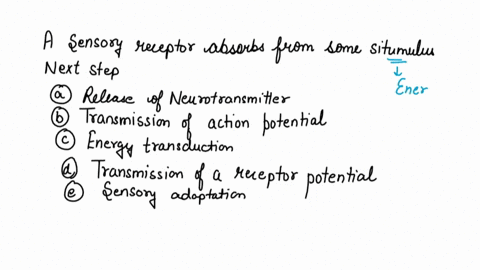 a-sensory-receptor-absorbs-energy-from-some-stimulus-the-next-step-is-a-release-of-neurotransmitter-01287