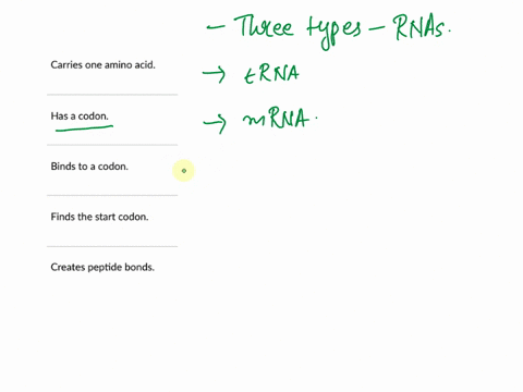 question-8-25-pts-match-the-appropriate-description-to-the-three-types-of-rnas-carries-one-amino-acid-choose-has-a-codon-choose-binds-to-a-codon-choose-finds-the-start-codon-choose-creates-p-10896