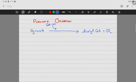 pyruvic-acid-cannot-enter-the-krebs-cycle-directly-it-must-first-be-_____-and-converted-to-______-the-enzyme-complex-directly-responsible-for-this-is-called-the-_____-complex-26763