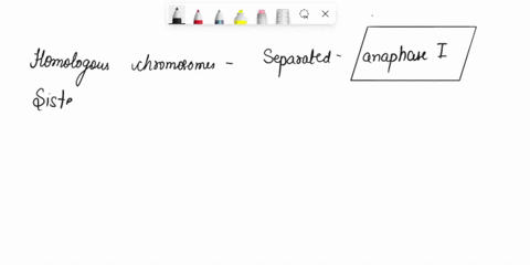 which-of-the-following-isare-true-of-anaphase-ii-select-one-or-more-a-non-kinetochore-microtubules-lengthen-the-cell-b-sister-chromatids-remain-attached-at-the-centromeres-c-chiasmata-are-br-42168