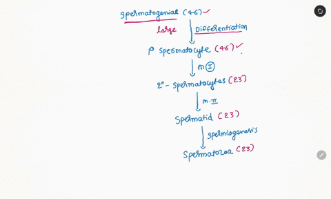 rue-or-false-meiosis-produces-daughter-cells-that-have-half-the-number-of-chromosomes-as-the-parent-cell-but-are-genetically-identical-to-the-parent-cell-02686