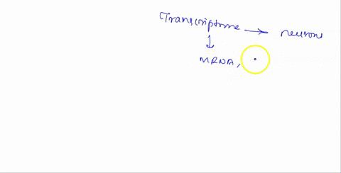 you-have-been-studying-the-transcriptome-of-neurons-from-guinea-pigs-and-you-have-found-a-novel-mrna-for-mammals-you-are-able-to-map-it-to-the-genome-dna-and-discover-that-it-has-the-followi-09793