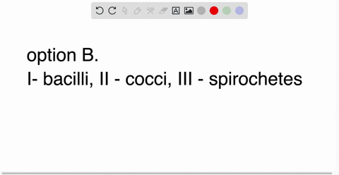 which-is-the-correct-identification-for-the-bacteria-shown-above-a-i-cocci-ii-bacilli-iii-spirochete-59375