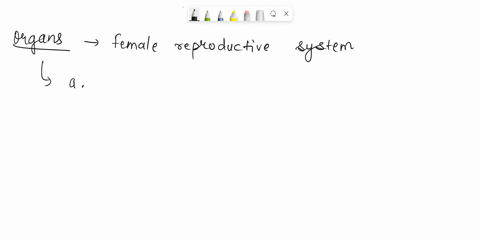 656unit-32the-reproductive-system-activity-2examining-female-reproductive-anatomy-1-identify-the-organs-of-the-female-reproductive-system-on-the-accompanying-photo-of-an-anatomical-model-b-c-80639