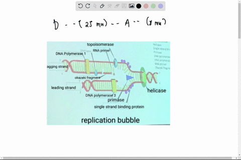 assume-you-are-mapping-genes-a-b-c-and-d-in-drosophila_-you-know-that-these-genes-are-linked-on-the-same-chromosome_-and-you-determine-the-recombination-frequencies-between-each-pair-of-gene-51513
