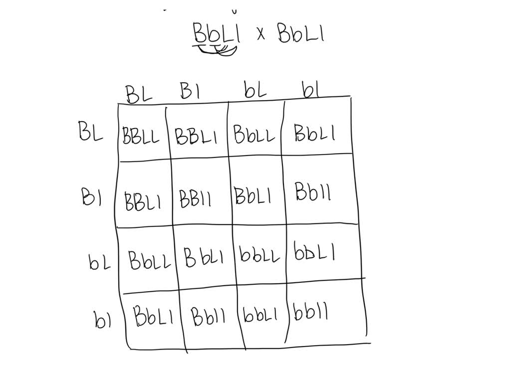 SOLVED: 1. For A Particular Rodent, Black Fur (B) Is Dominant Over ...