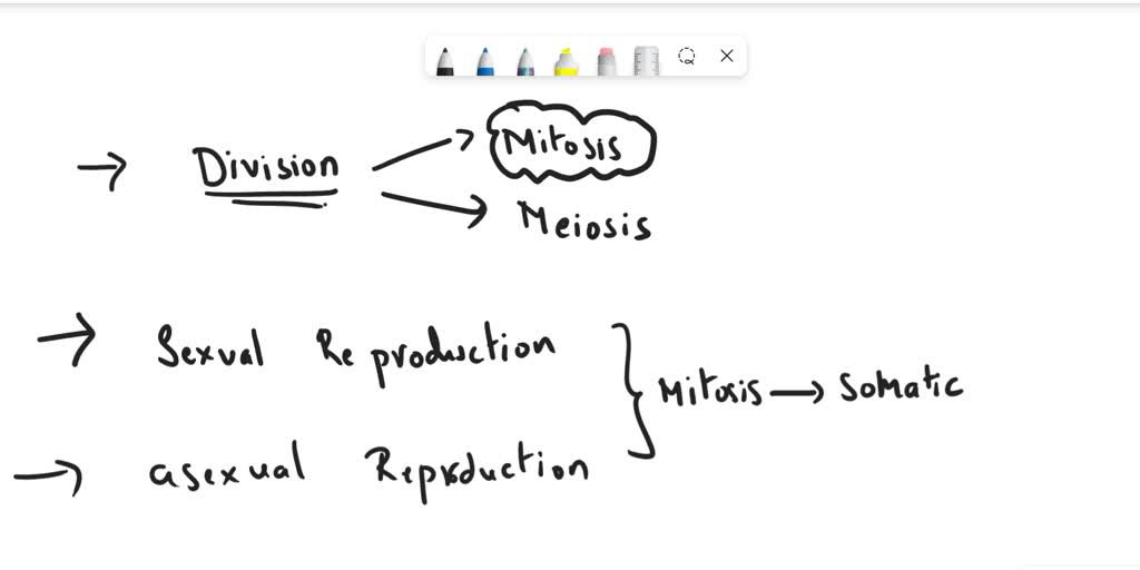 solved-explain-why-mitosis-is-important-for-the-reproduction-of