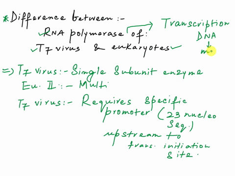for-the-in-vitro-transcription-reactions-we-used-viral-rna-polymerase-from-the-t7-bacteriophage-instead-of-a-rna-polymerase-produced-by-cells-read-about-the-composition-subunits-of-eukaryoti-73947