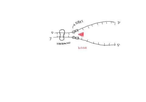name-all-the-proteins-that-are-in-the-dna-replication-fork-in-e-coli-and-describe-the-functions-of-these-proteins-explain-how-two-dna-strands-are-replicated-at-the-same-time-by-one-replicati-93175