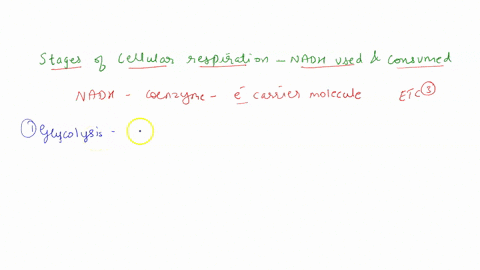 what-stages-of-cellular-respiration-produces-nadh-and-what-consumes-07146