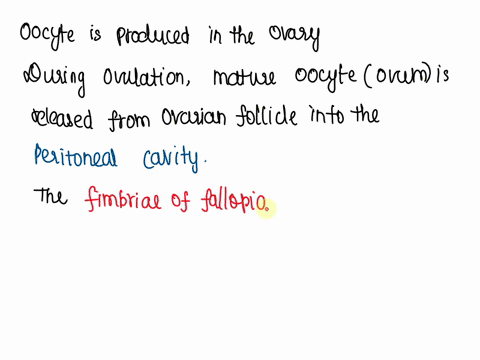 describe-the-pathway-of-an-oocyte-and-the-egg-it-develops-into-from-its-site-of-production-to-the-2-25829