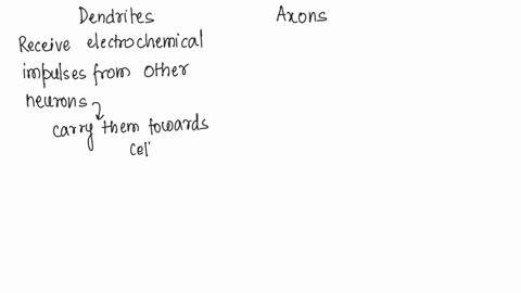 differentiate-between-dendrites-and-axons-16034