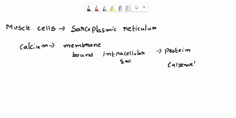 what-is-the-sarcoplasmic-reticulum-sr-excitable-cell-membrane-that-encloses-the-muscle-fiber-extensive-intracellular-sac-containing-calcium-ions-system-of-tubules-that-bring-the-action-poten-21512