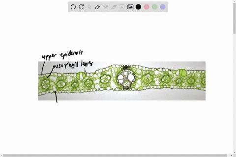 label-the-following-leaf-parts-in-a-monocot-leaf-upper-epidermis-vascular-bundle-mesophyll-layer-xylem-lower-epidermis-phloem-cuticle-bundle-capsheath-bundle-sheath-bulliform-cells-stomates-84688