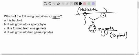 which-of-the-following-describes-a-zygote-it-is-haploid-b-it-will-grow-into-a-sporophyte-it-is-formed-from-one-gamete-it-will-grow-into-two-gametophytes-12848