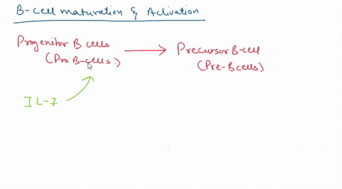 order-the-steps-of-antibody-production-from-startto-finish-steps-5-iterns-drag-and-drop-into-the-appropriate-area-prccess-of-antibody-prcduction-start-gene-rearrangements-determine-the-antib-95953